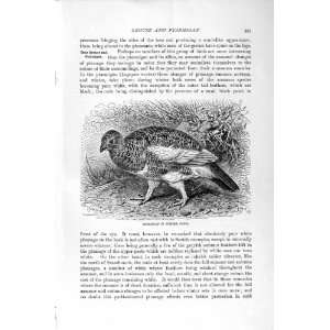  PTARMIGAN BIRD SUMMER DRESS NATURAL HISTORY 1895 PRINT 