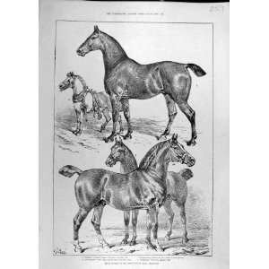  1888 Prize Horses Agricultural Islington Hackney Print