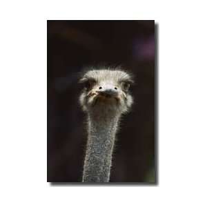  Ostrich Head Africa Giclee Print