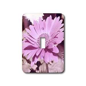  Patricia Sanders Flowers   Pink Gerbera Daisy Floral 