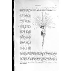   NATURAL HISTORY 1896 SPINY HEADED THREAD WORM ROTIFERS