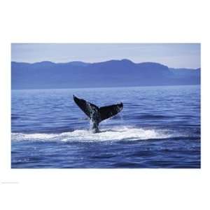 Tail fin of a Humpback Whale in the sea, Alaska, USA Poster (24.00 x 