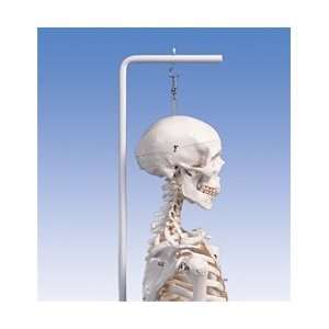  Stan the Standard Skeleton with Hanging Roller Stand 