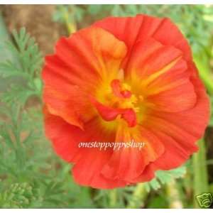  California Poppy Flower Seeds Red Chief Poppies Patio 