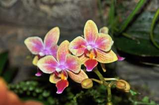 Miniature Phalaenopsis Sogo Gotris Orchid Plant  