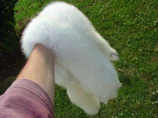  rear ft. tanned fur trapper skin~~awesome white furred beauty.  