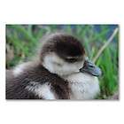 a1 maxi satin poster cute duckling duck adorable fuzzy bird