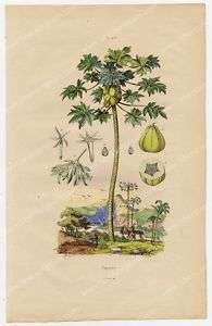   Botanique Arbre Fruitier Papayer Papaye   Gravure 19e