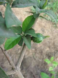 10 fresh seeds of Blackberry Jam Fruit (Randia Formosa) Rare fruit 