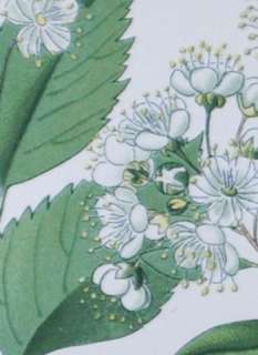 Antique Botanical Print 1886   Spiraea ulmifolia Scopoli.  