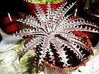 Bromeliad Dyckia Brittle Star F4 30 Seeds