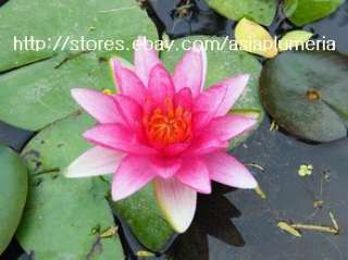 10 LIVE SIAM RUBY WATER LILY PLANTS BULB LOTUS +FreeDoc  