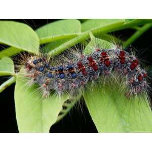  A Gypsy Moth Caterpillar, Lymantria Dispar, Crawling on a 