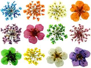 12 Style Set Dry Dried Flowers for Acrylic UV Nail Art  