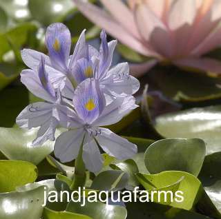 12 Water Hyacinth plants natural bio action stop algae  