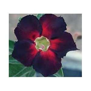   Adenium Obesum Desert Rose Dark Spicy  3 Seeds: Patio, Lawn & Garden