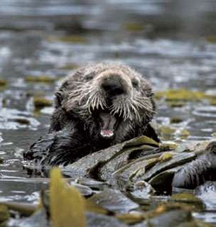sea otter in the Kenai Peninsula.