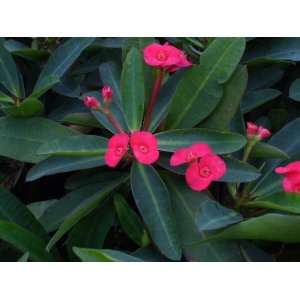  Live Plant Crown of Thorns American Beauty Euphorbia Milii 