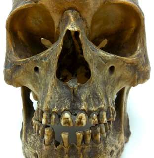 Antique REAL Human Skull   Genuine Medical Skeleton   RARE Star Shaped 