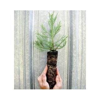  Live Giant Sequoia Tree Seedling: Explore similar items