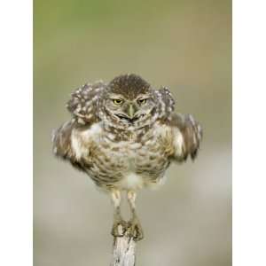 Close up of Burrowing Owl Shaking Its Feathers on Fence Post, Cape 