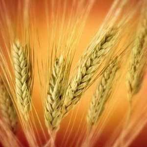 Wheat   3000+ Seeds   For Growing Wheatgrass to Juice, Sprouting Seed 