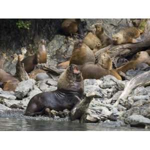  American Sea Lion, Garibaldi Fjord, Darwin National Park, Patagonia 