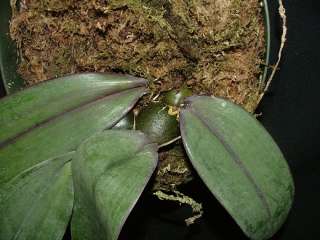 Bulbophyllum orthosepalum Species Orchid LARGE RARE and UNUSUAL  