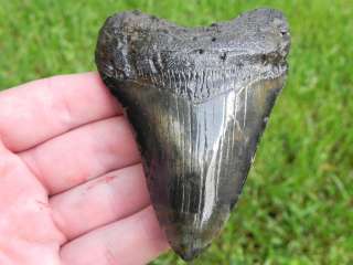 5a Fossil Shark Tooth Miocene Megalodon WHALE KILLER  