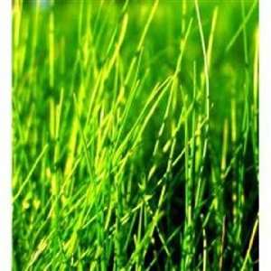  Triple Play Rye Grass Seed 3 Lb Patio, Lawn & Garden