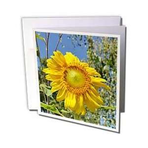    Sunshine Sunflower Flowers Flower Photography   Greeting Cards 
