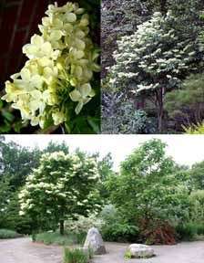 JAPANESE TREE LILAC   FRAGRANT, FROST HARDY, BEAUTIFUL AND VERSATILE