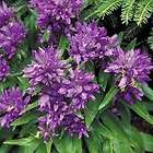 20 JAPANESE BLUE VIOLET WISTERIA SEED Extra Long 24 Cluster Fragrant 